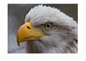 012711_3730-TD  American Bald Eagle